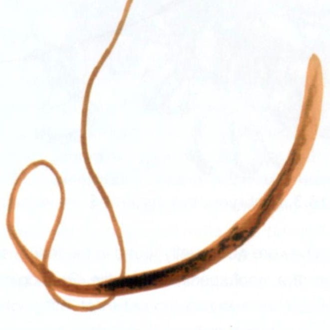 common ironworm